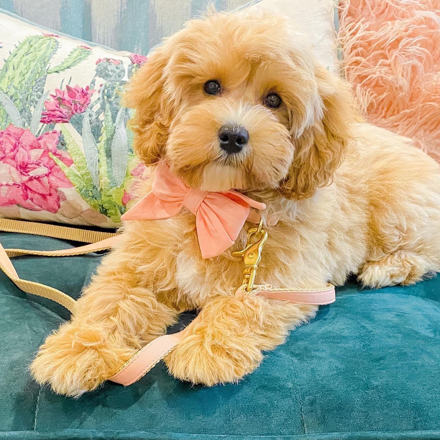 a cute teddy bear twoodle puppy on a couch with a pink bow on