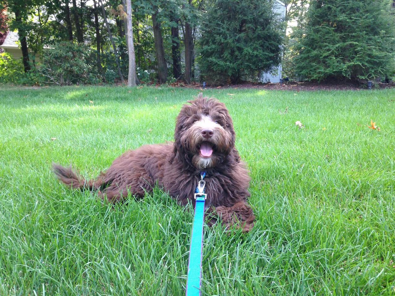 mini f1b chocolate English teddy bear goldendoodle laying in grass