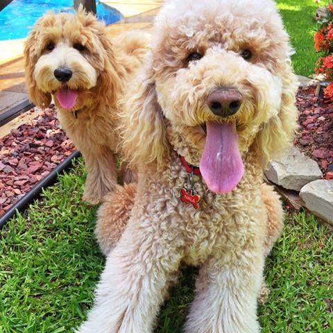 two happy f1b mini English teddy bear golden doodles by pool