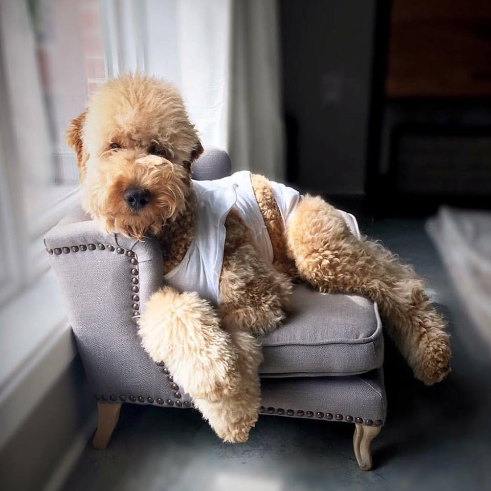a cute f1b English teddy bear golden doodle with a white t-shirt on laying on couch
