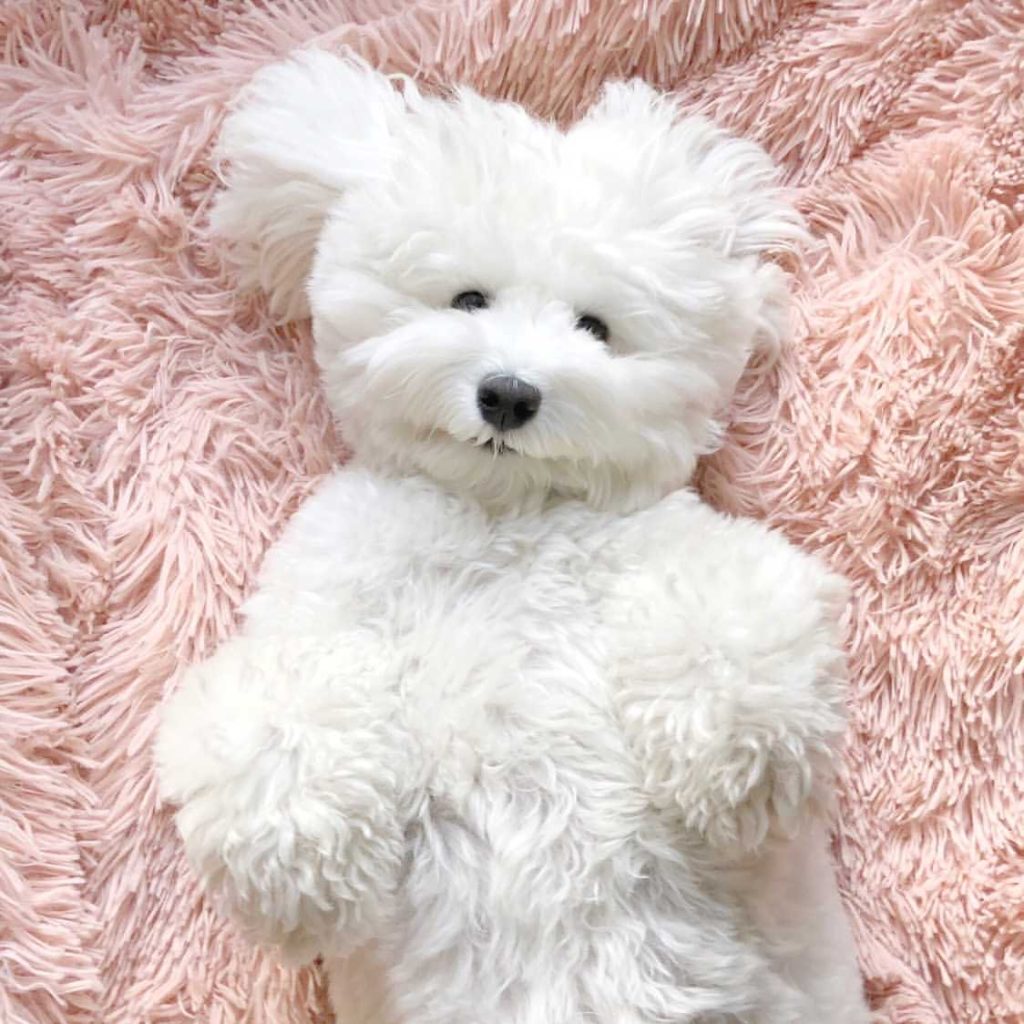 Extra Small Teddy Bear Schnoodle