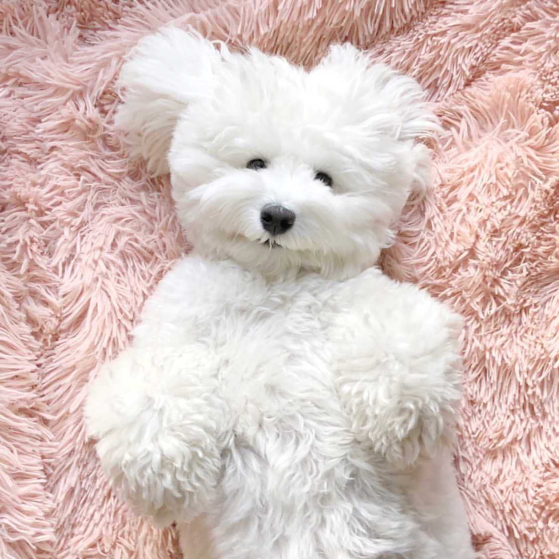 Extra small mini teddy bear schnoodle on pink blanket