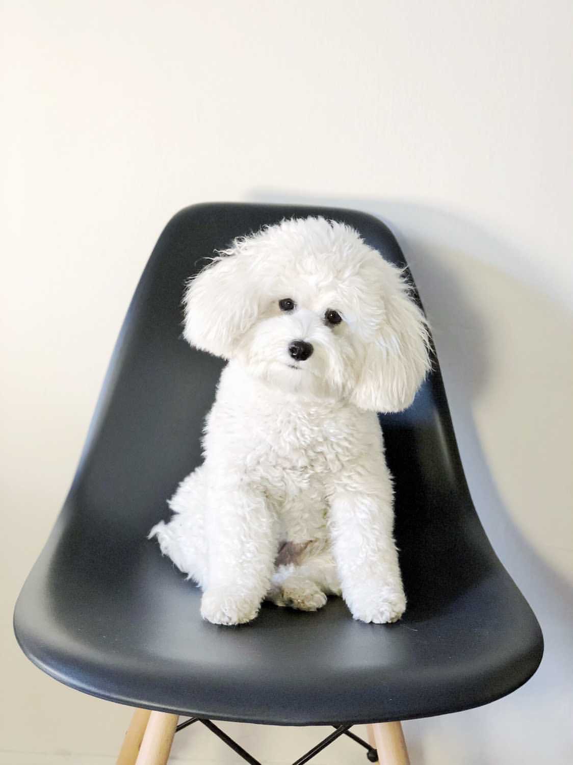 a mini extra small teddy bear schnoodle in a chair