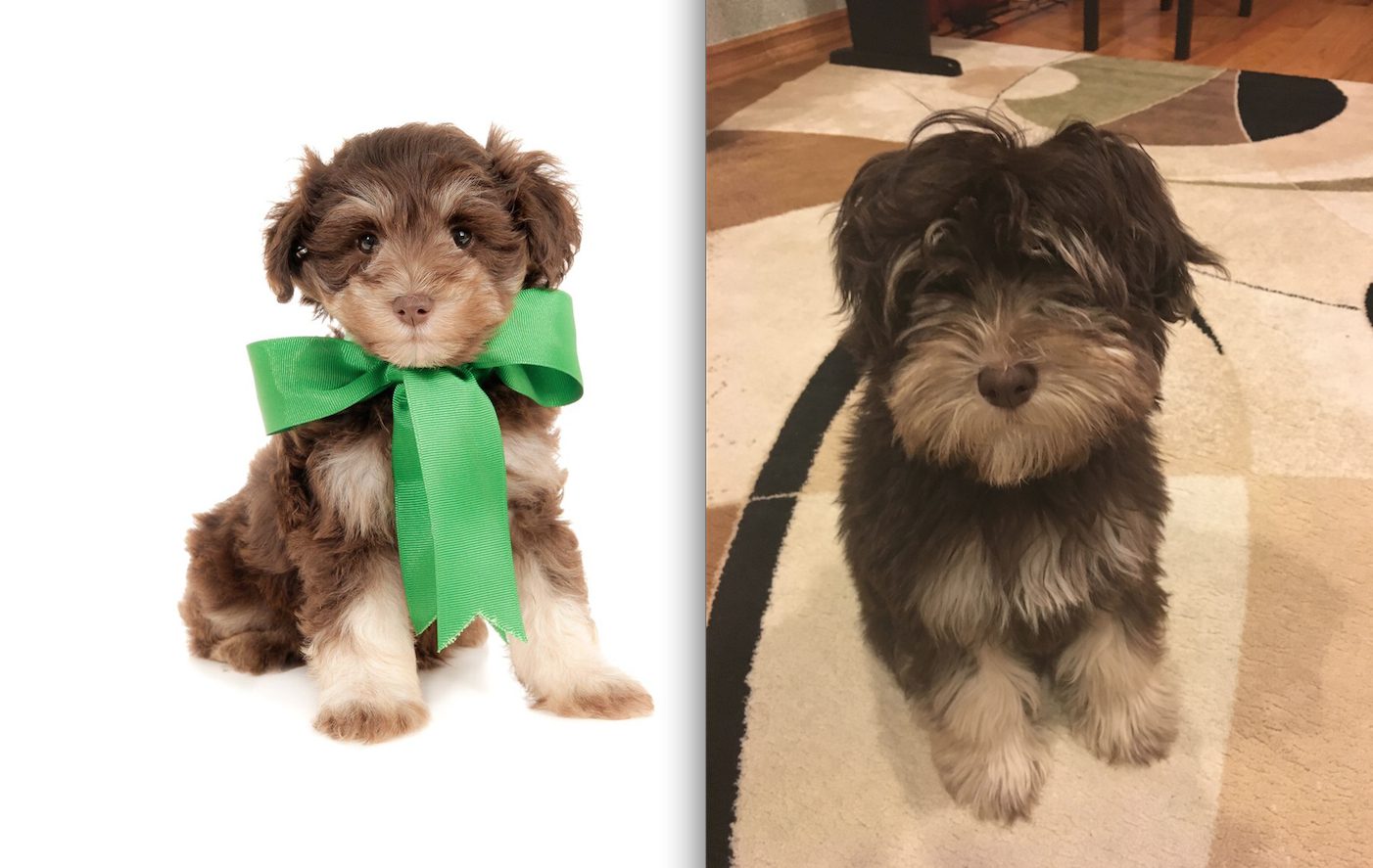 a chocolate and tan small teddy bear schnoodle as a puppy and at full maturity