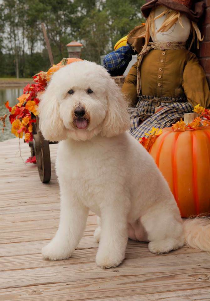 a miniature ultra cream F1b English teddy bear golden doodle with thanksgiving decorations