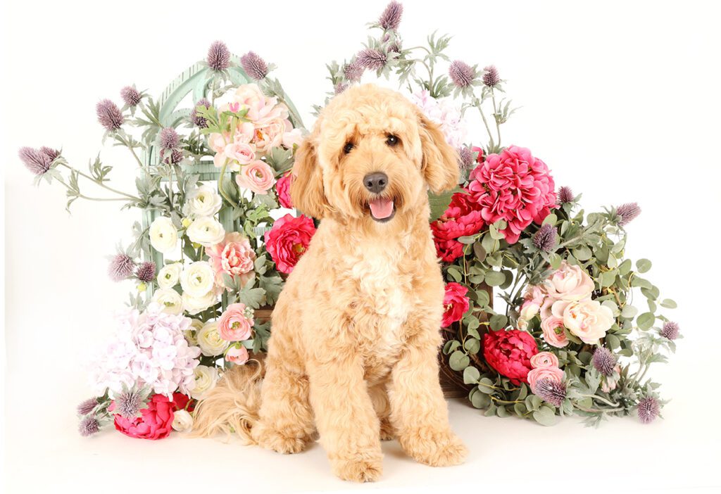 a mini sized teddy bear twoodle photographed with beautiful flowers