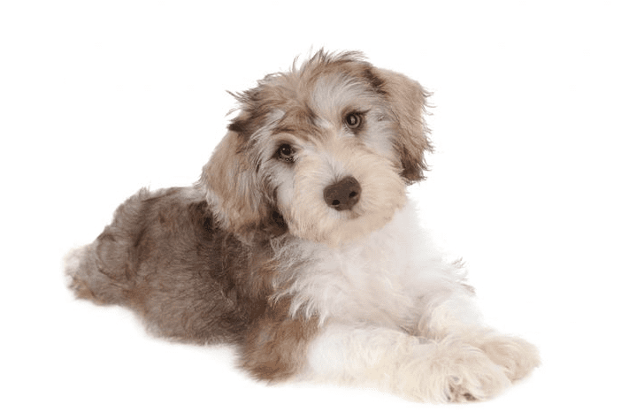 a chocolate parti colored teddy bear schnoodle