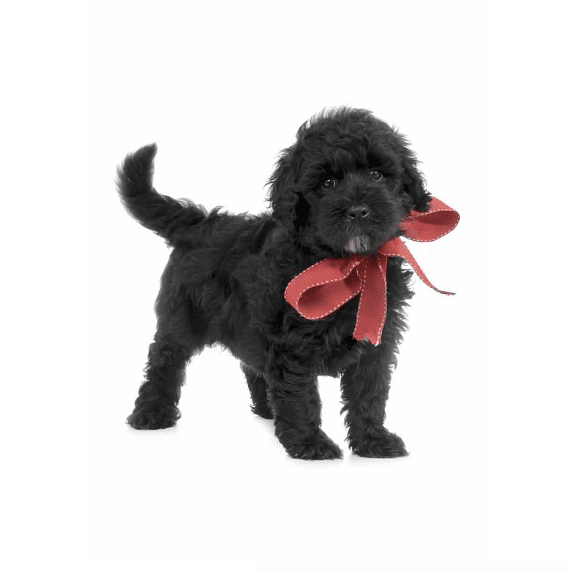 The black golden doodle is a unique pup that is sure to capture your heart. His color is unlike any other, and his personality is just as special. With his wagging tail and big smile, this pup will make your day brighter!