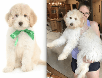 a teddy bear twoodle as a puppy and at full maturity