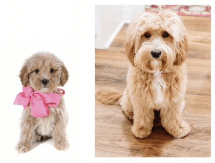 a teddybear twoodle as a puppy and at full maturity