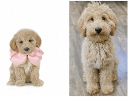 an example of a teddy bear twoodle as a puppy and at full maturity