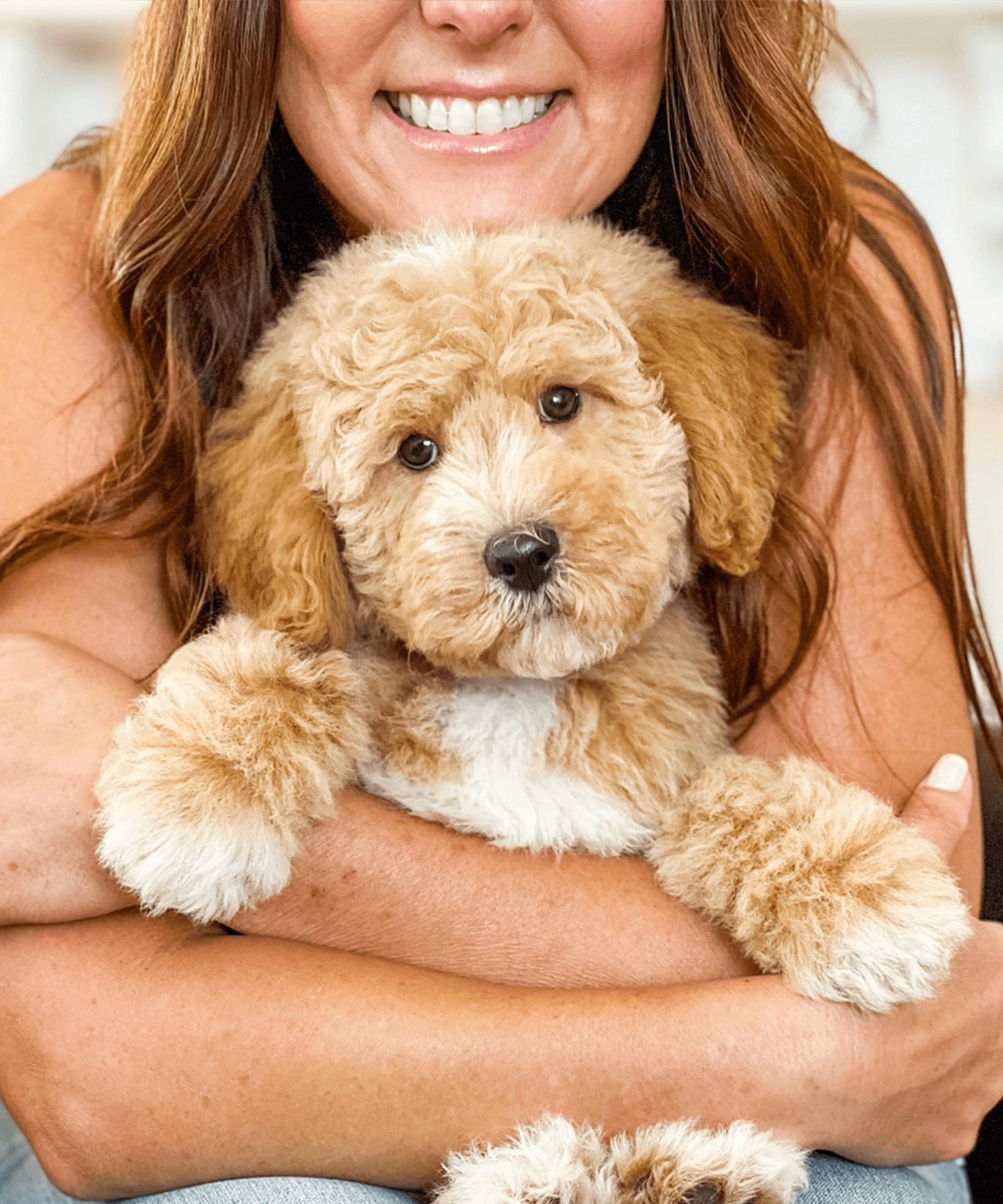 Companionship - Family - Teddy Bear Golden Doodles