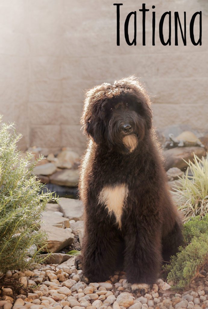Parents – Teddy Bear Schnoodle Ladies