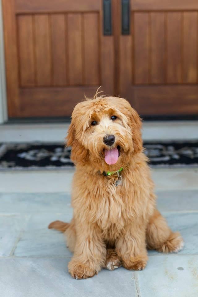 a miniature red F1b English teddybear golden doodle