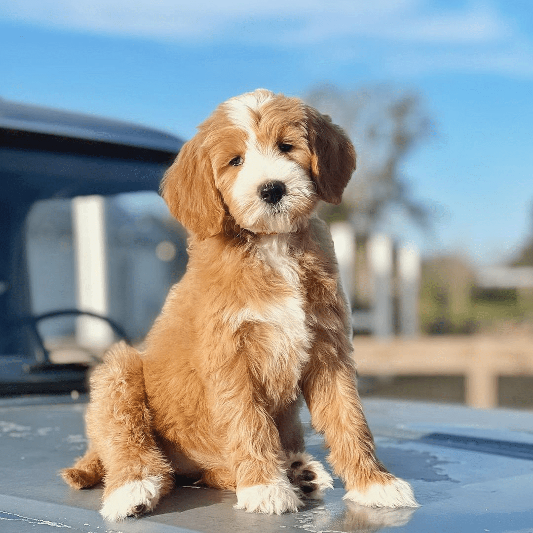 a stoic mini teddybear twoodle puppy on a old truck hood
