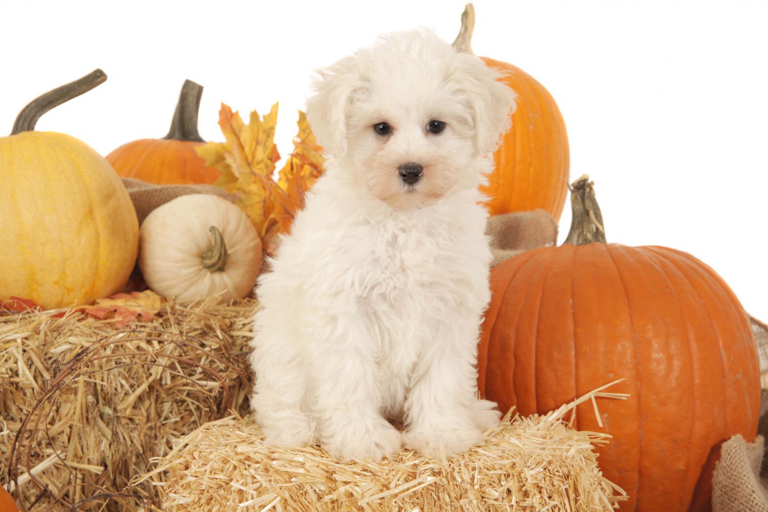 a small teddybear schnoodle on a hay bale with pumpkins