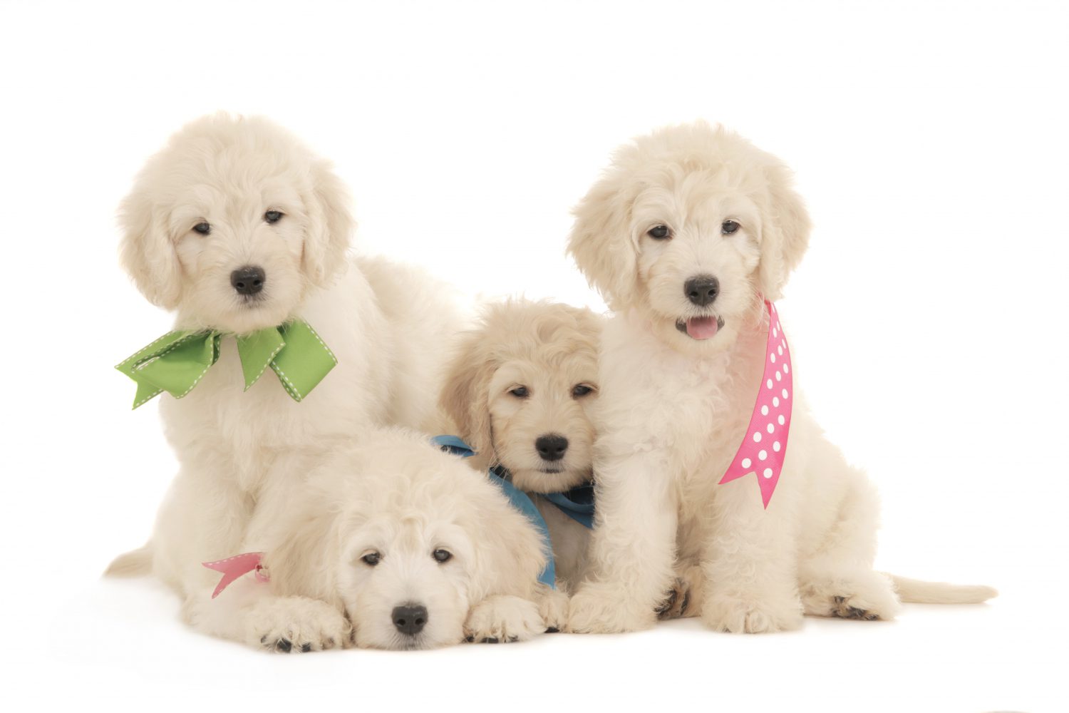 f1 large English teddybear goldendoodle puppies with ribbons on