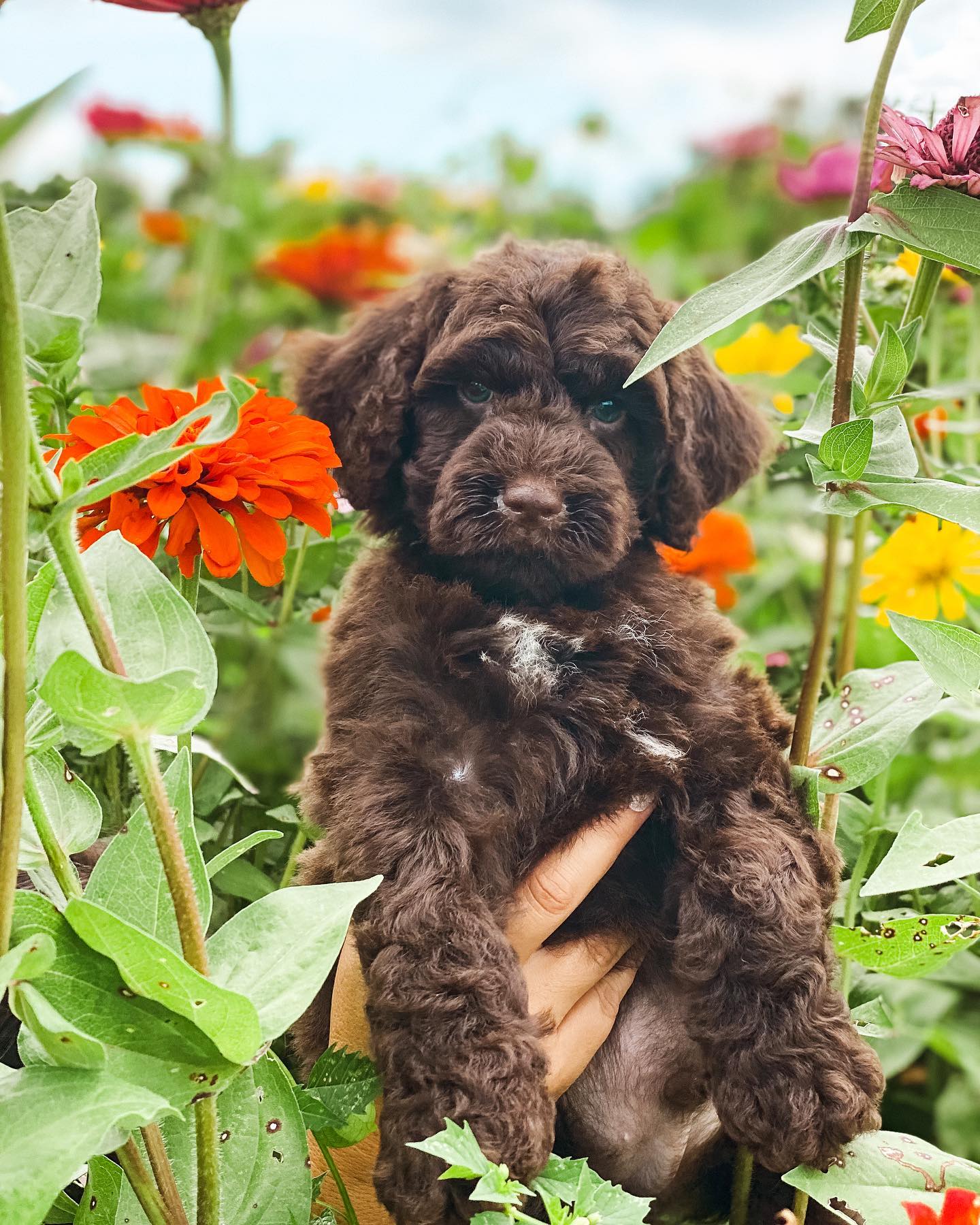 Chocolate Goldendoodle, Schnoodle, and Twoodle pictures