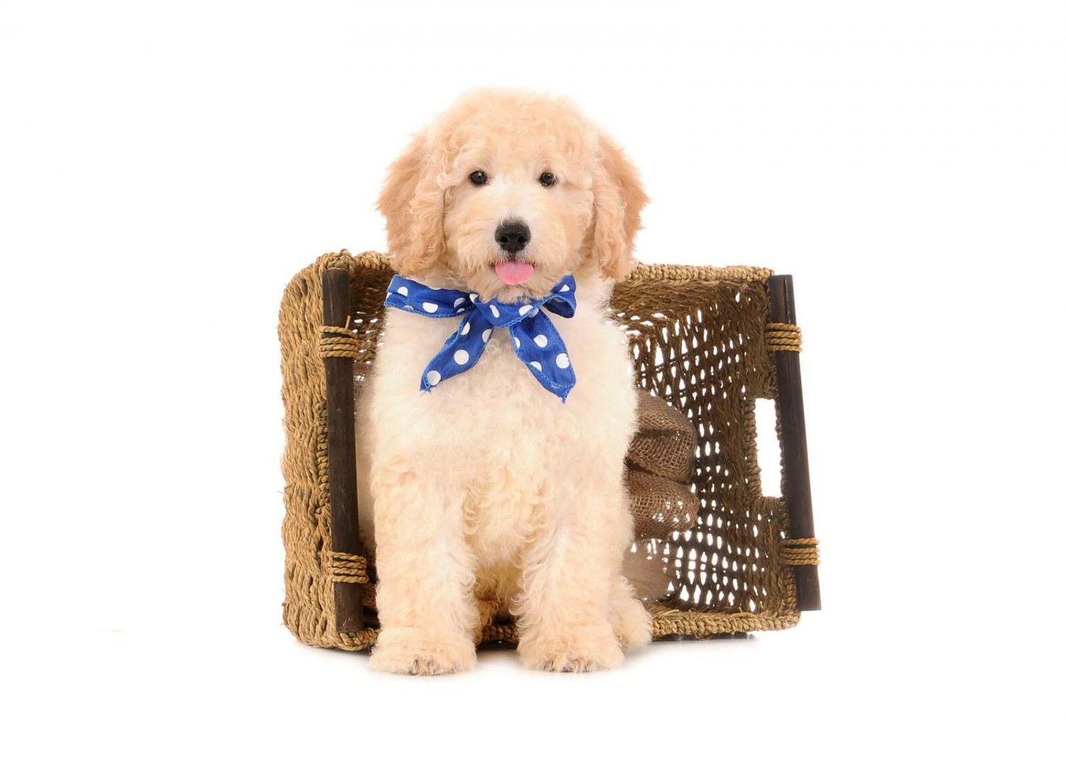 an F2B Tebby Bear English Goldendoodle with a blue polka dot ribbon on and a basket in his photoshoot