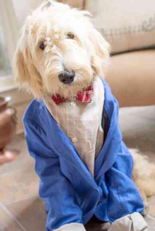 F1 large white English teddybear goldendoodle in a blue suit coat and a red bowtie