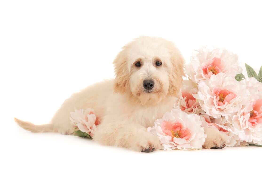 f1 mini English teddybear goldendoodle with pink flowers