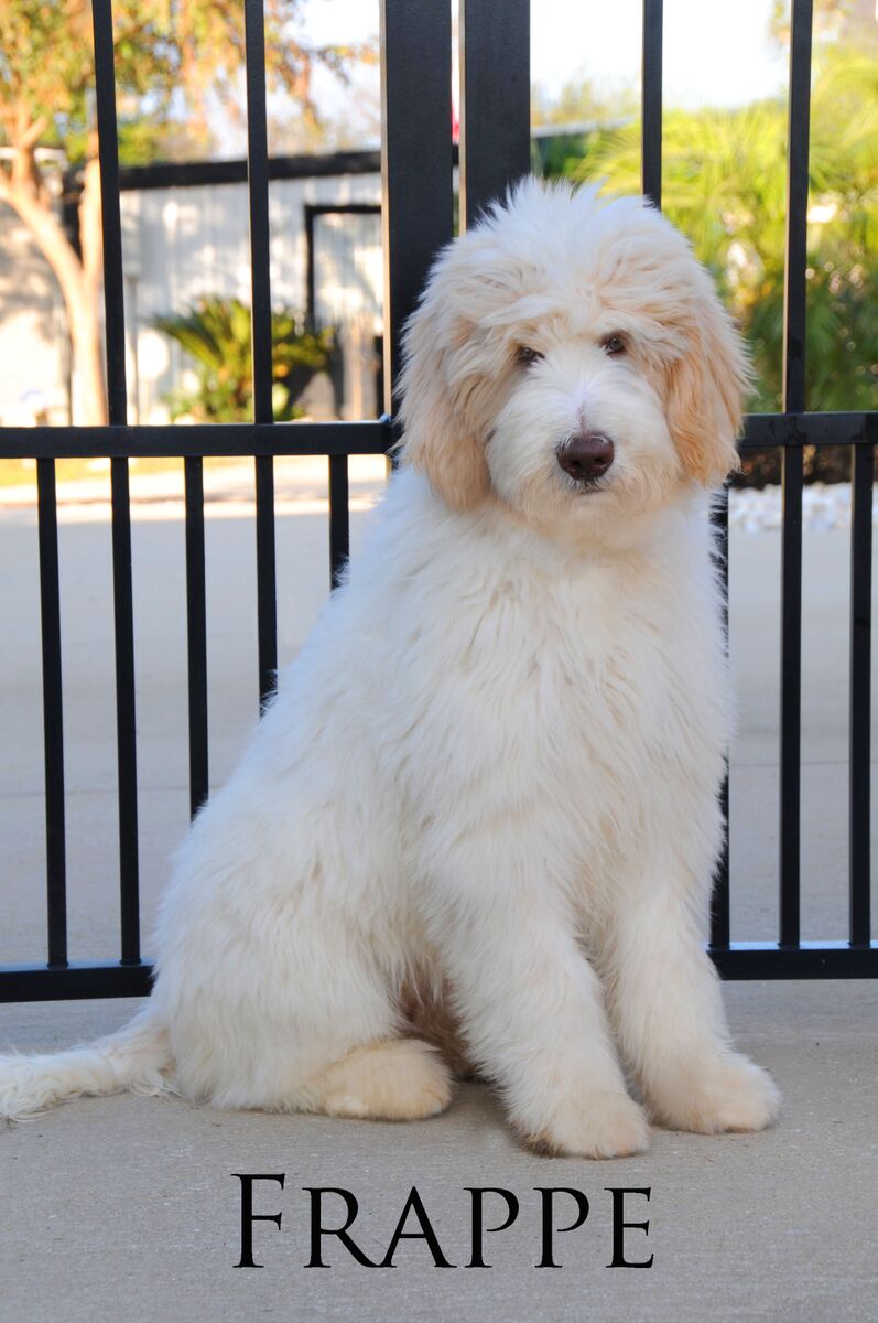 a large F2 English Teddy Bear Goldendoodle