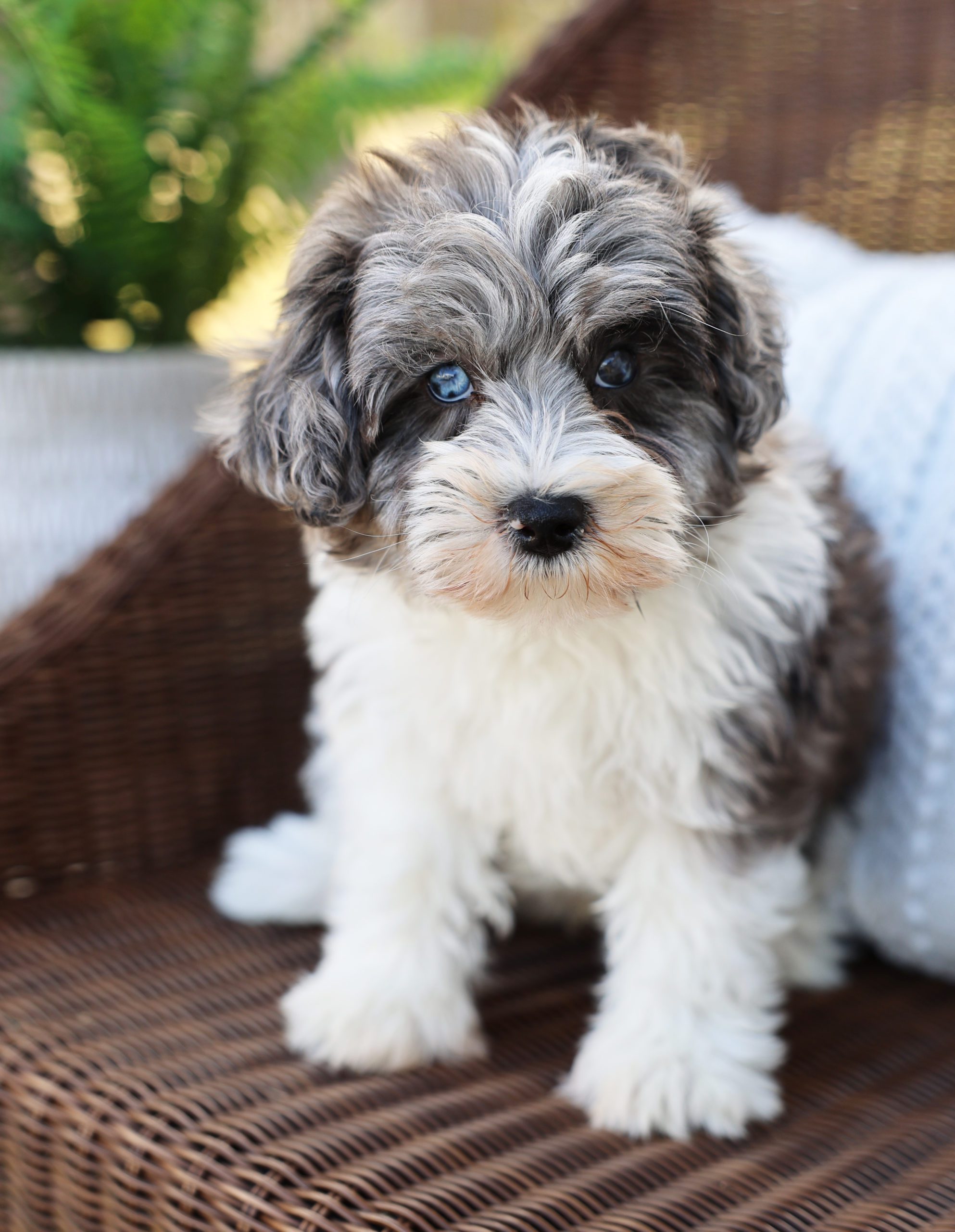 a gray and white small teddy bear schnoodle