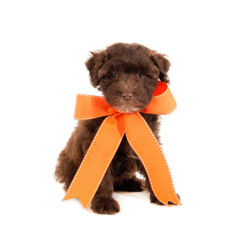 a small chocolate teddy bear schnoodle wearing an orange ribbon