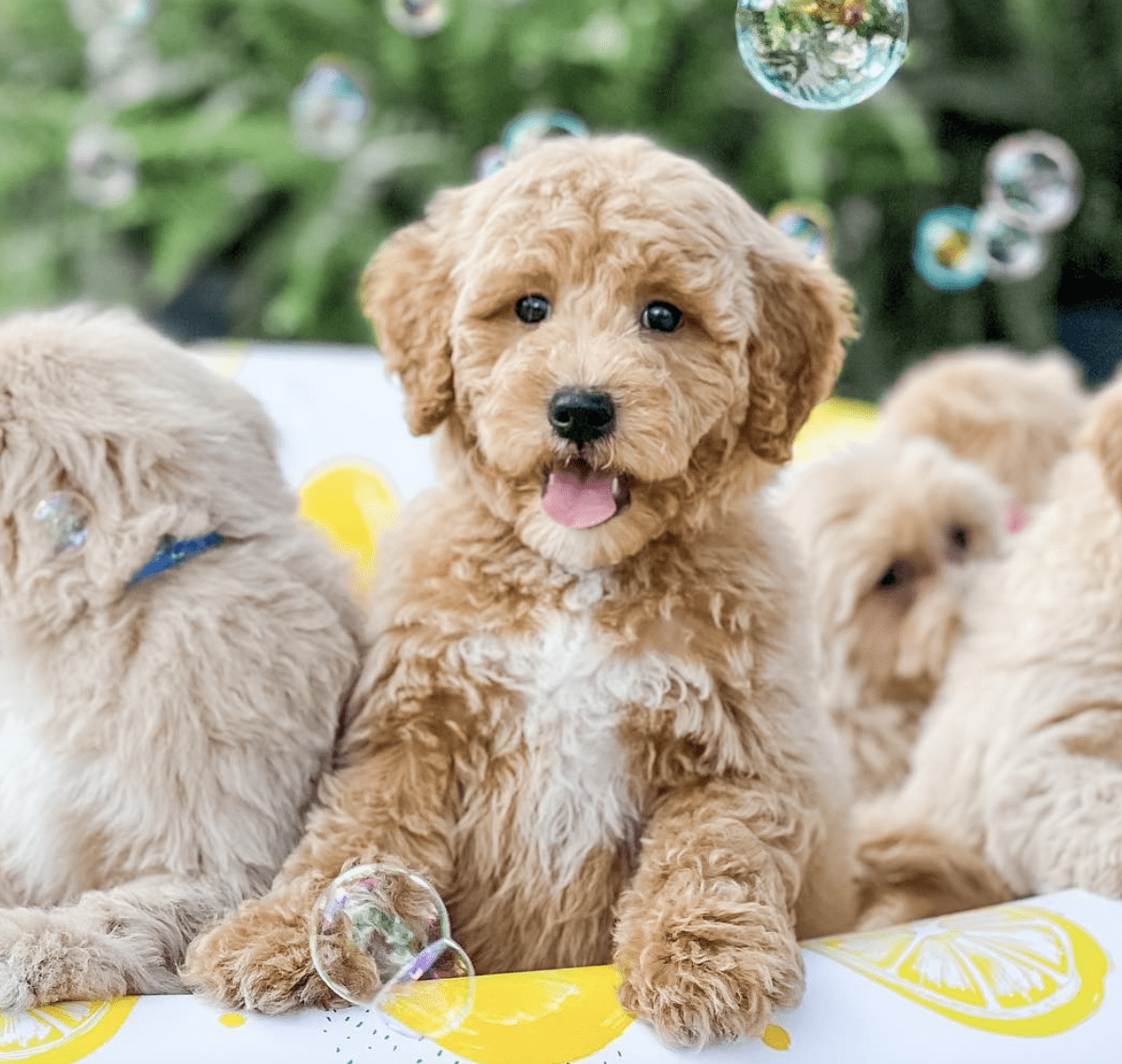 Apricot and White Mini Goldendoodle happy outdoors