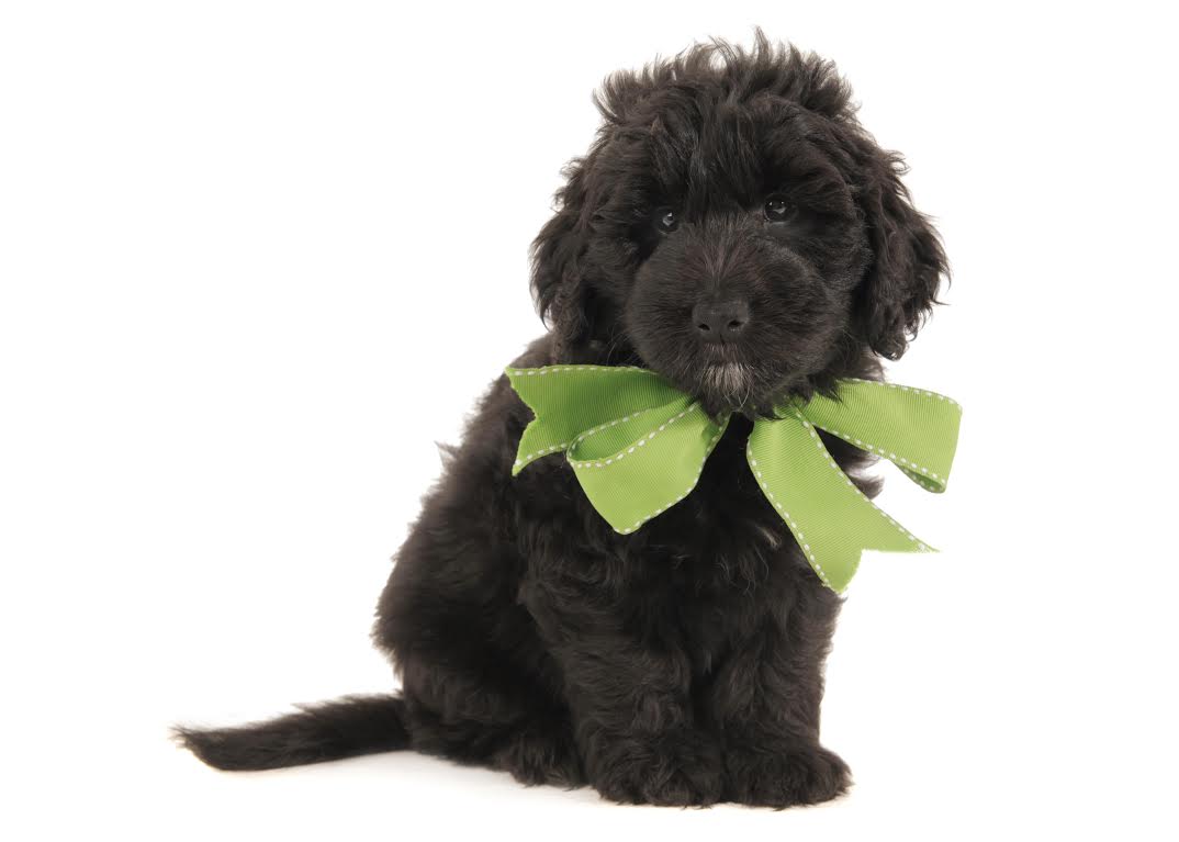 Our black golden doodle is a beautiful dog with a silky coat. These black goldendoodles were bred at Smeraglia Teddybear Goldendoodles, and they are sure to make a great addition to any family!