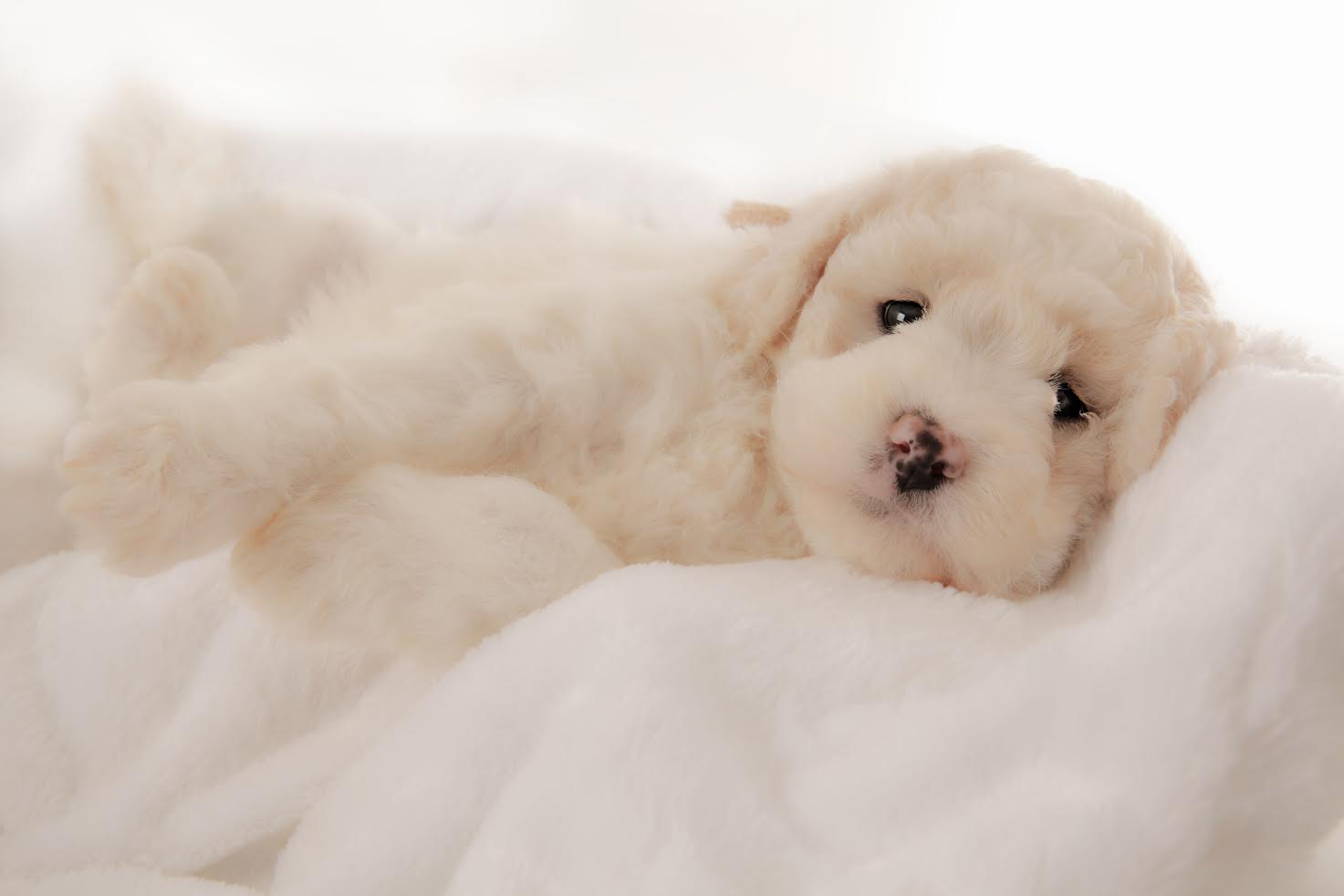 a F2B English Teddybear Goldendoodle puppy with black and pink nose laying on a blanket