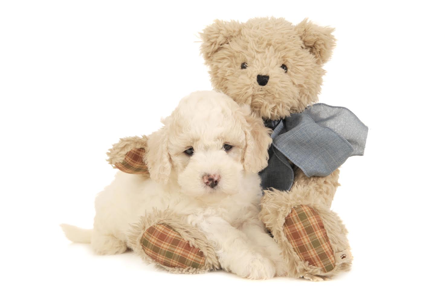 an F2b English Teddy Bear Goldendoodle puppy with a a teddy bear in his photoshoot