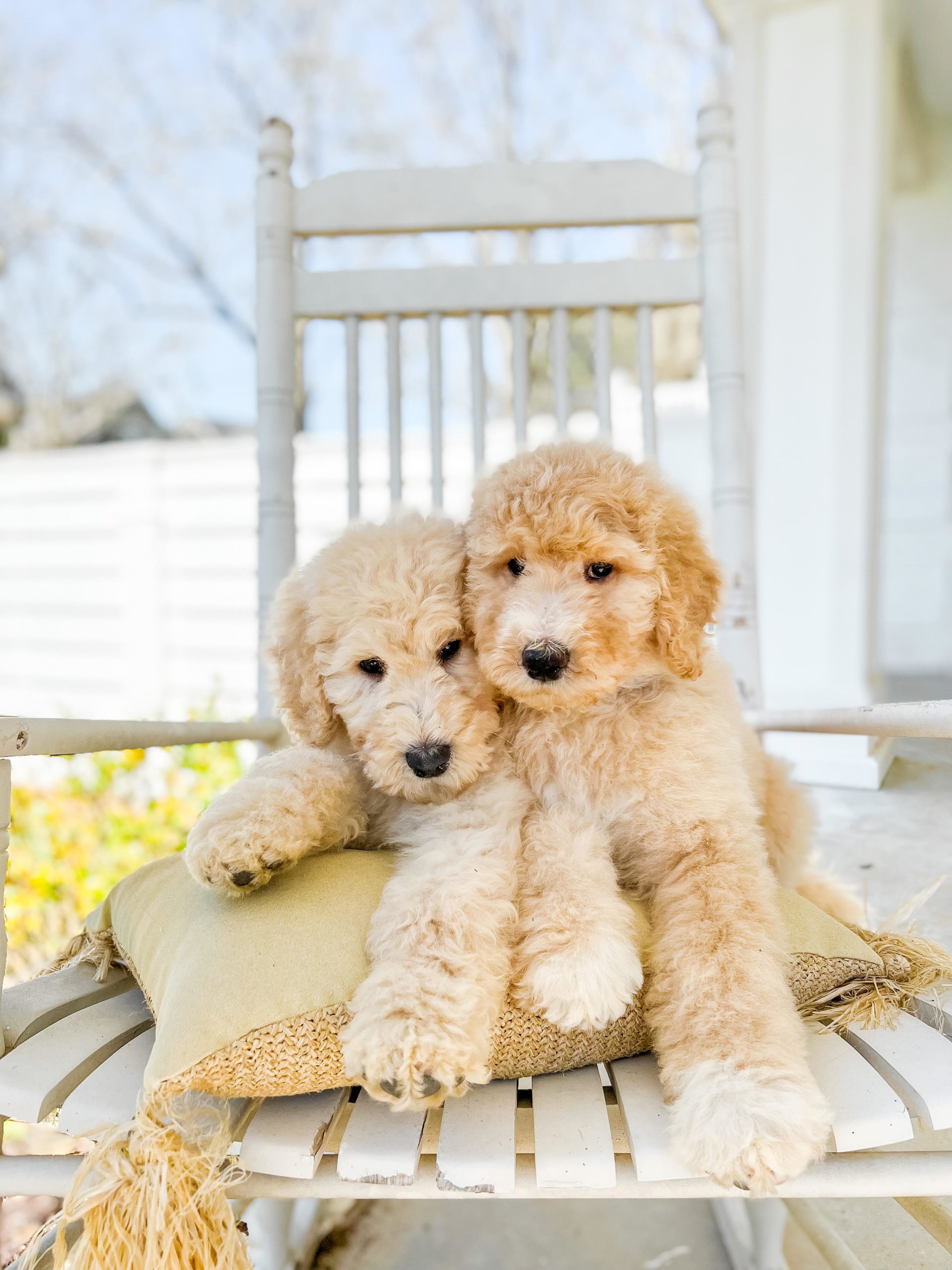 Giant teddy bear schnoodles hotsell