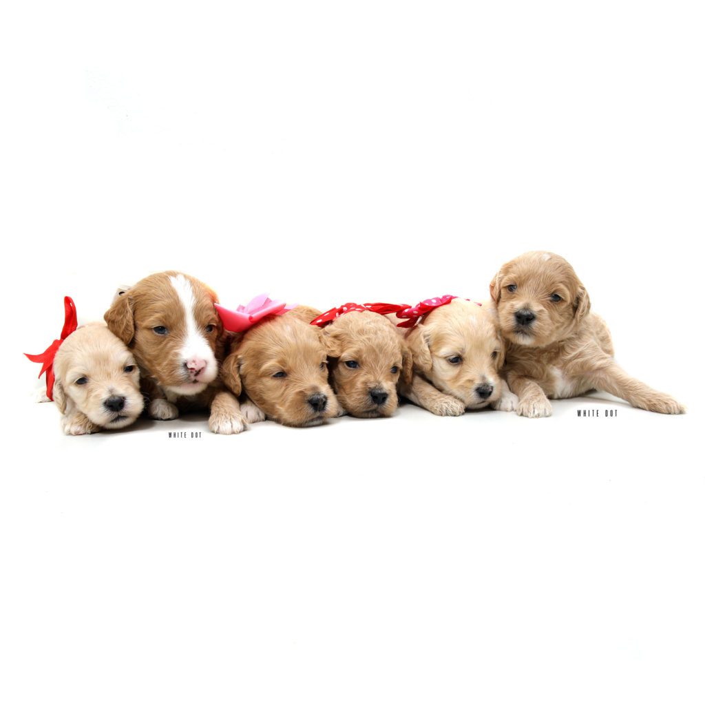 f1 goldendoodle f1 goldendoodle