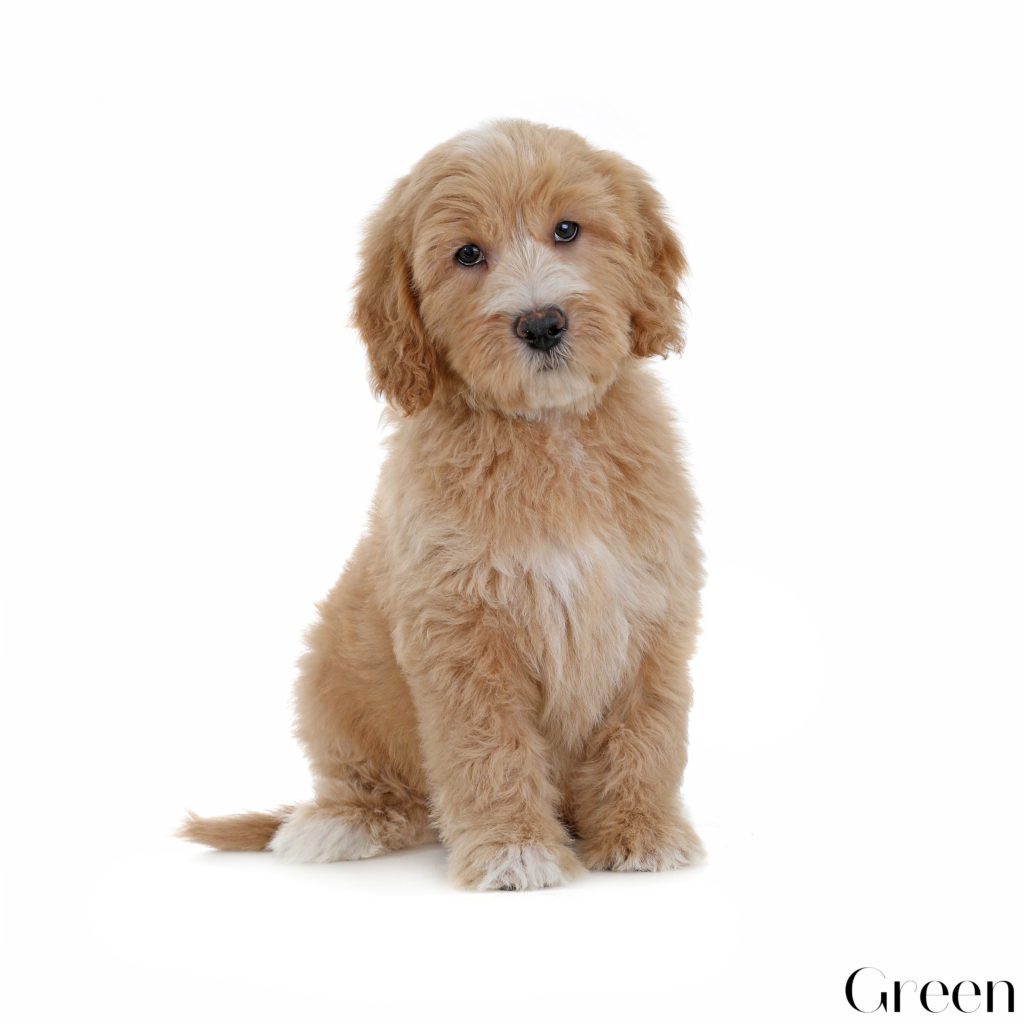 Puppies - Teddy Bear Golden Doodles