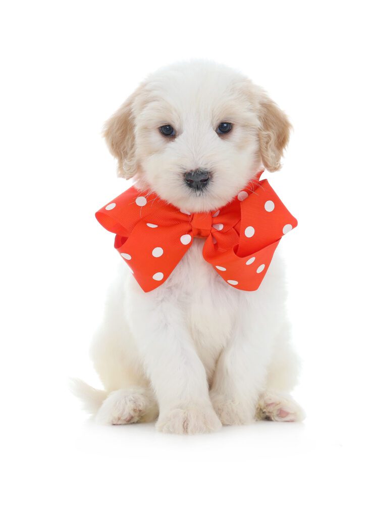Felicity Orange Dot