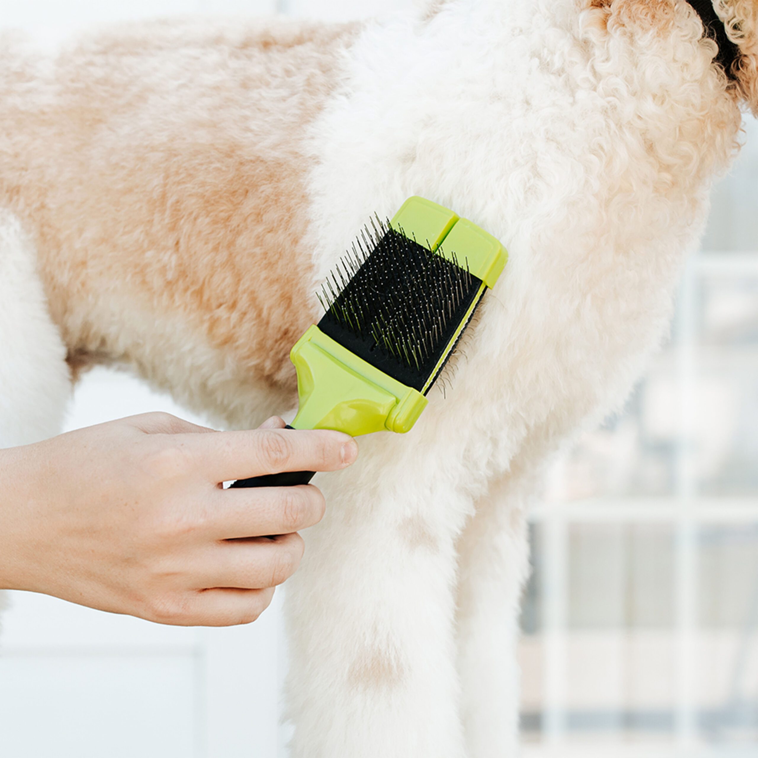 Low Shedding Smeraglia Teddybear Goldendoodle
