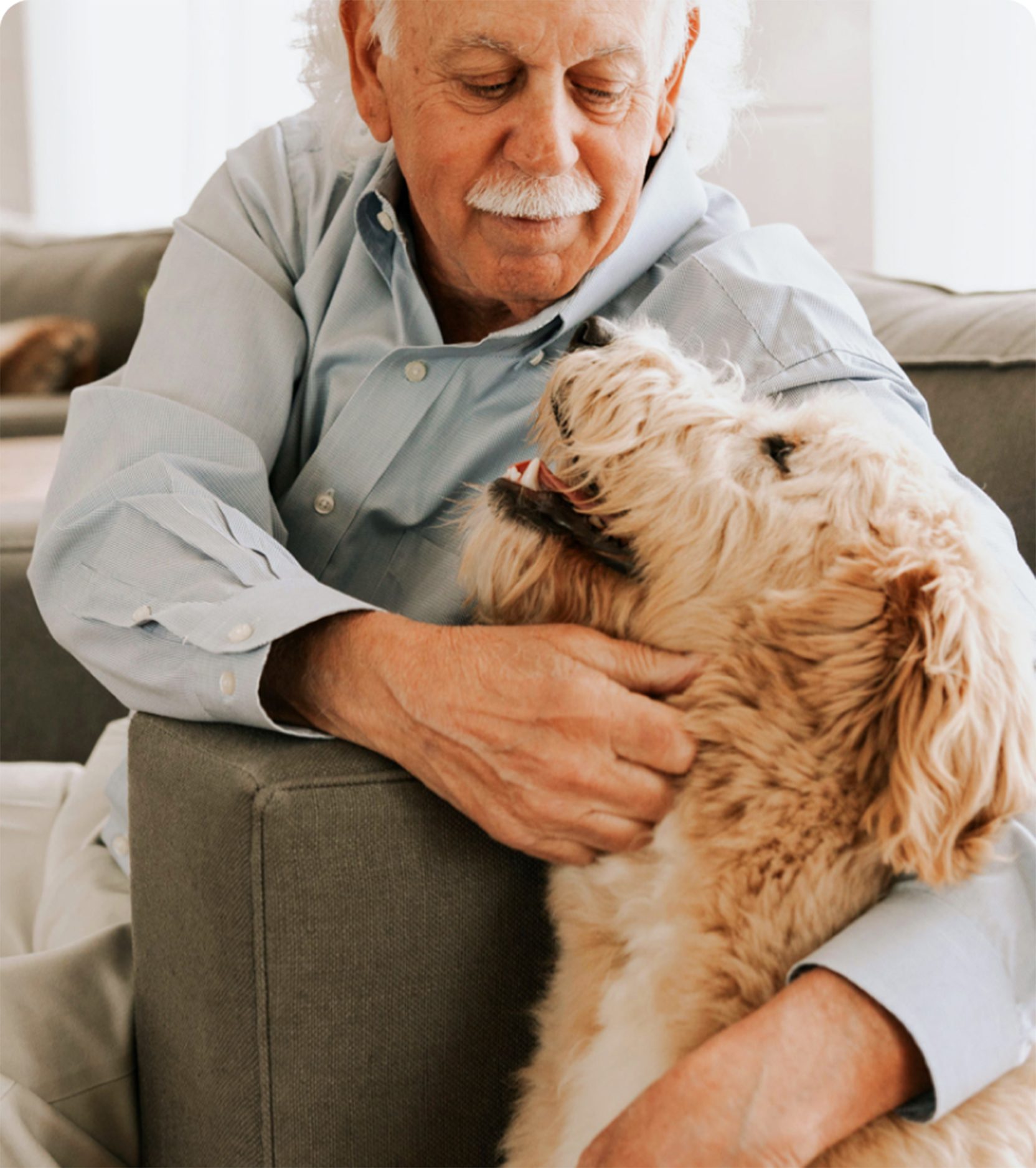 Smeraglia Teddybear Goldendoodle Therapy Dogs