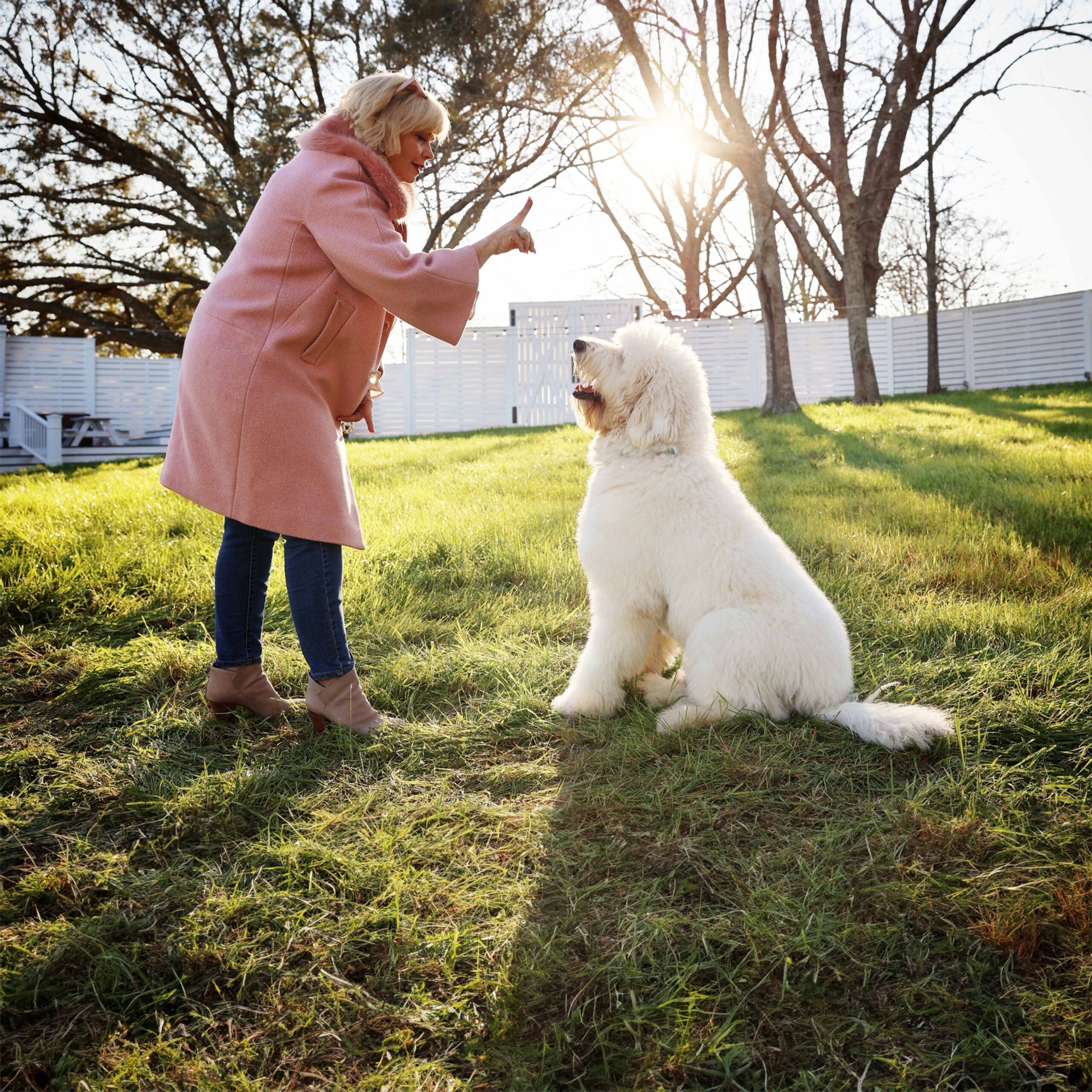 Full grown English Goldendoodle - Training