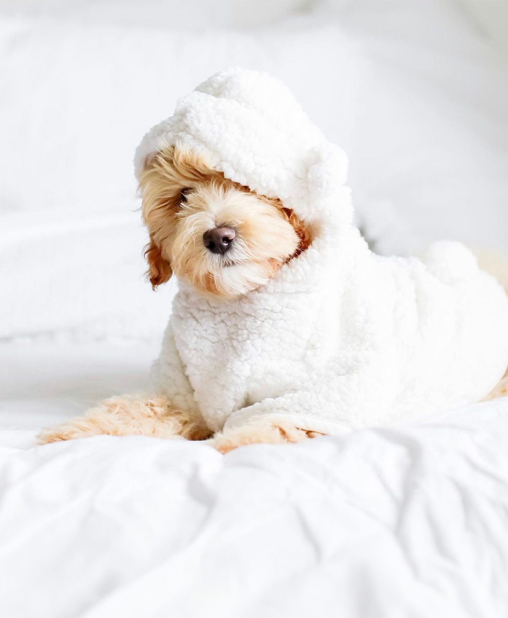 Allergy-friendly Mini Goldendoodle hypo-allergenic Tshirt test