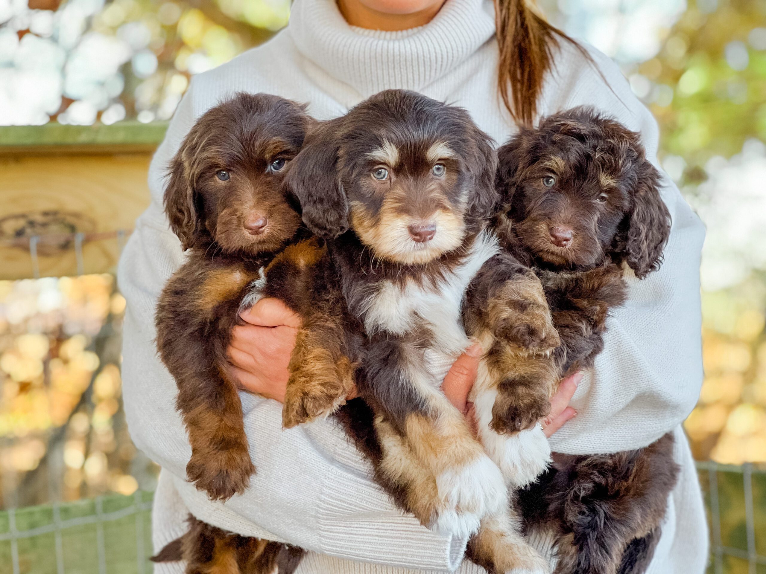 Twoodles - A Goldendoodle and Schnoodle