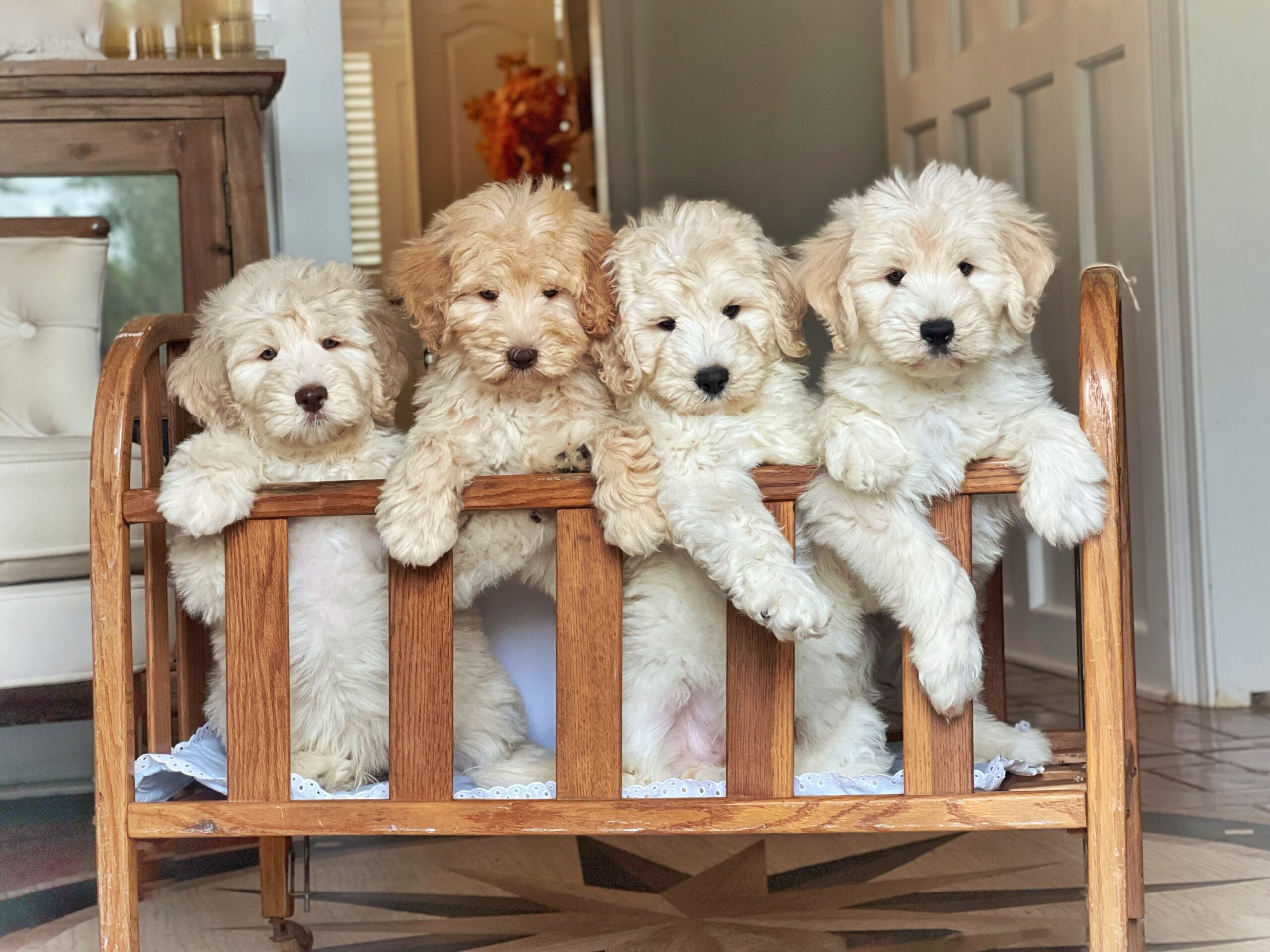 Four Doodle puppies in a baby crib