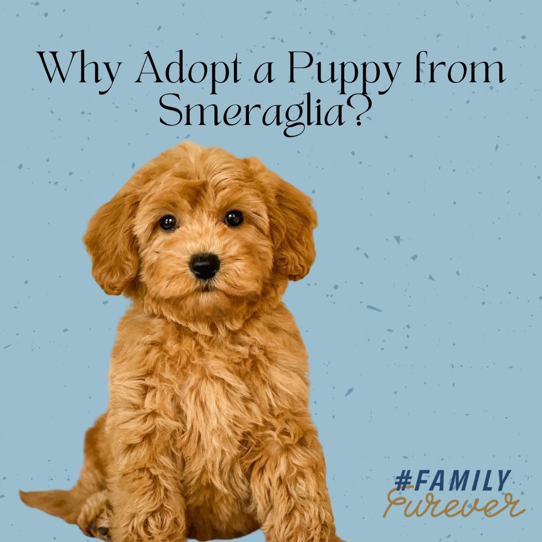 why Smeraglia kennel blog post, doodle on blue background