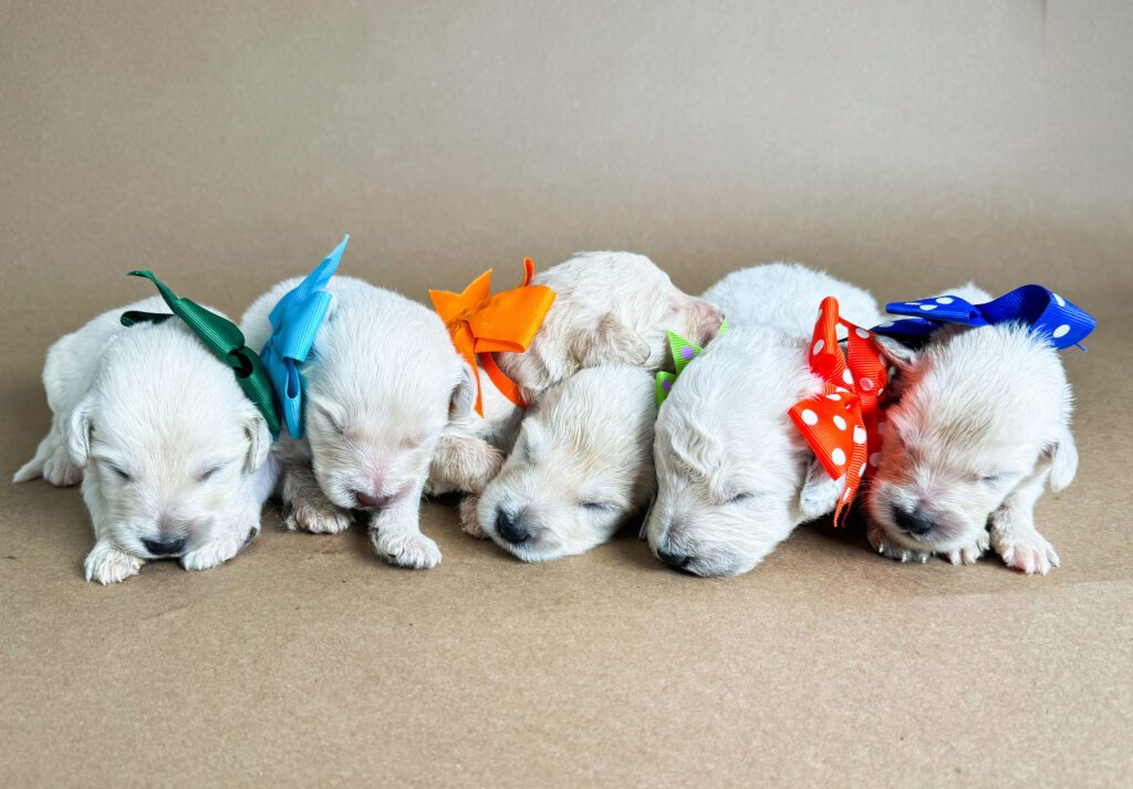 Alissa Green Dot Teddy Bear Golden Doodles