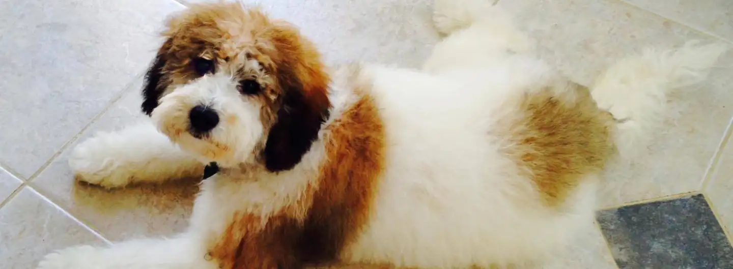 Winston, a grown F1B Medium Goldendoodle, lying on a tile floor