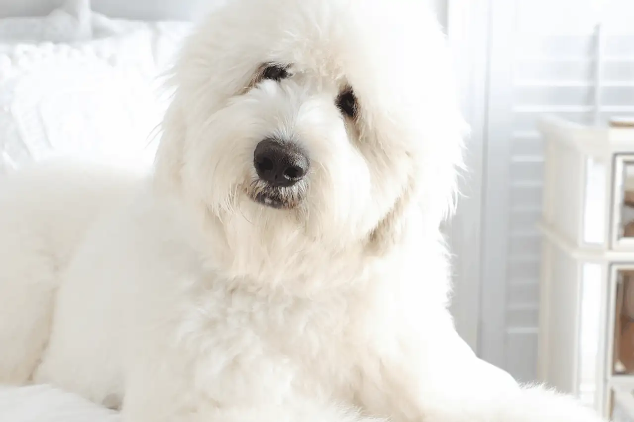 A cream English Goldendoodle resting on a white bed